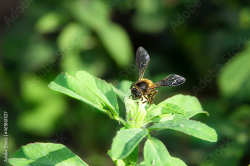 A bee collecting honey and wax from the white flower of the fenugreek plant during the winter