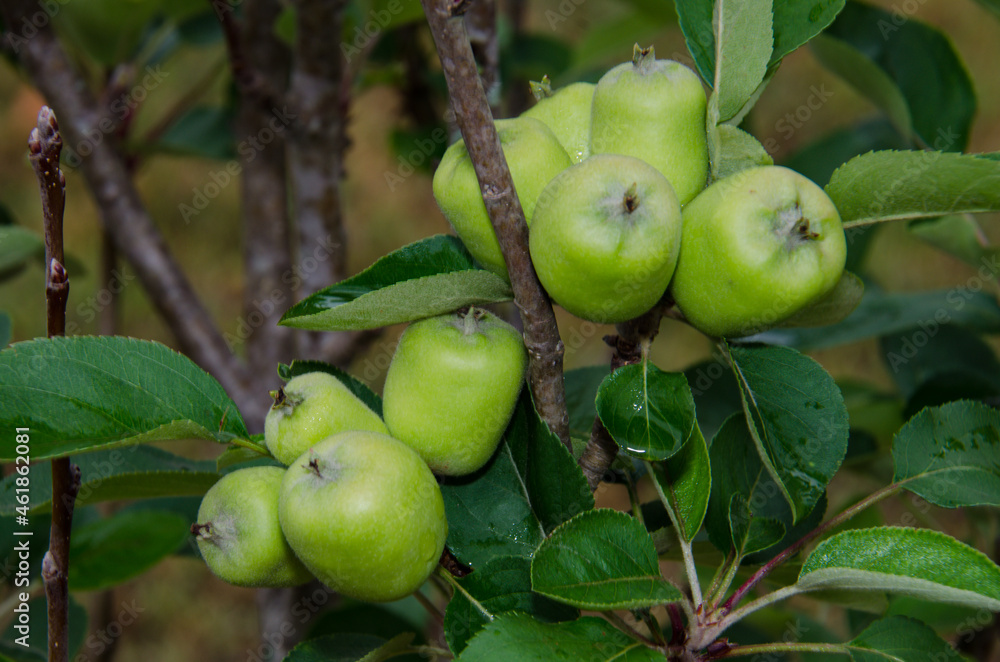 apples on tree apples on tree