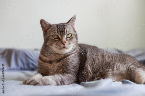 Lovely cat lying on bed in morning