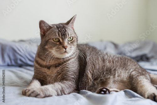 Lovely cat lying on bed in morning