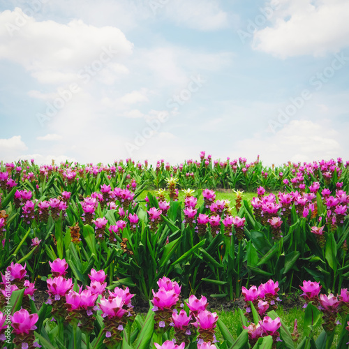 Pink flowers blooming in the garden landscape. Spring field and bright sky background.