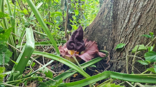 corpse flower at the root of a big tree in the forest photo