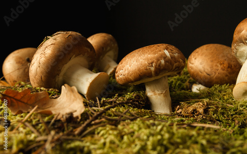 Fresh brown mushrooms on green moss, with a black background.