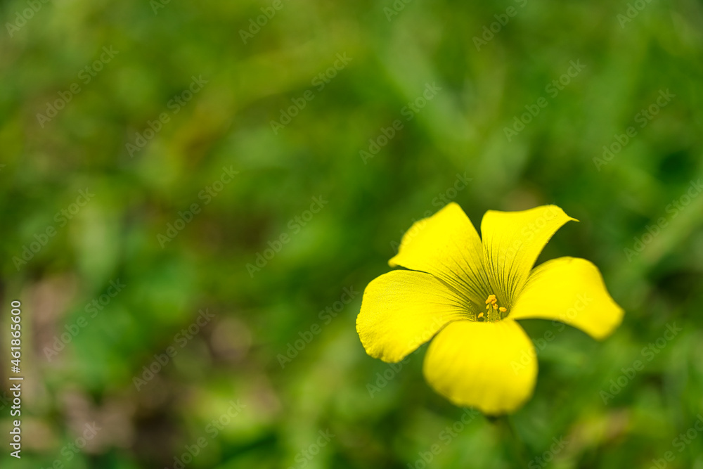 yellow flower with green blurry background, buttercup, crowfoot