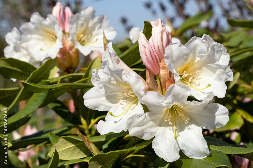 Rhododendron Hybrid Dufthecke, Rhododendron hybrid Rhododendron Hybrid Dufthecke, Rhododendron hybrid