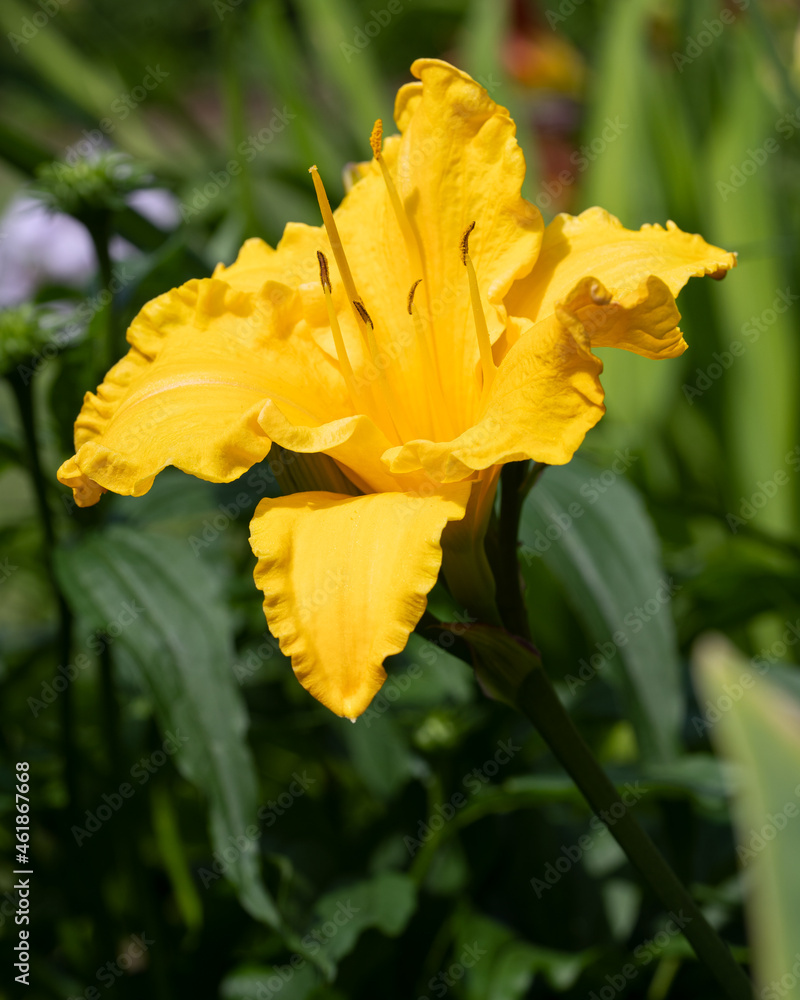 Fototapeta premium Day lily, Hemerocallis
