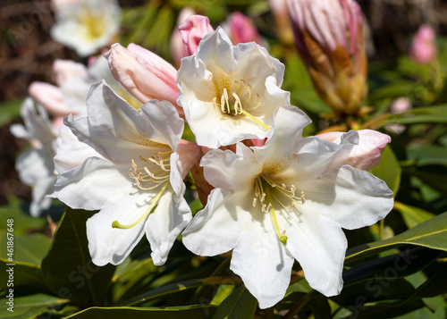 Rhododendron Hybrid Dufthecke, Rhododendron hybrid