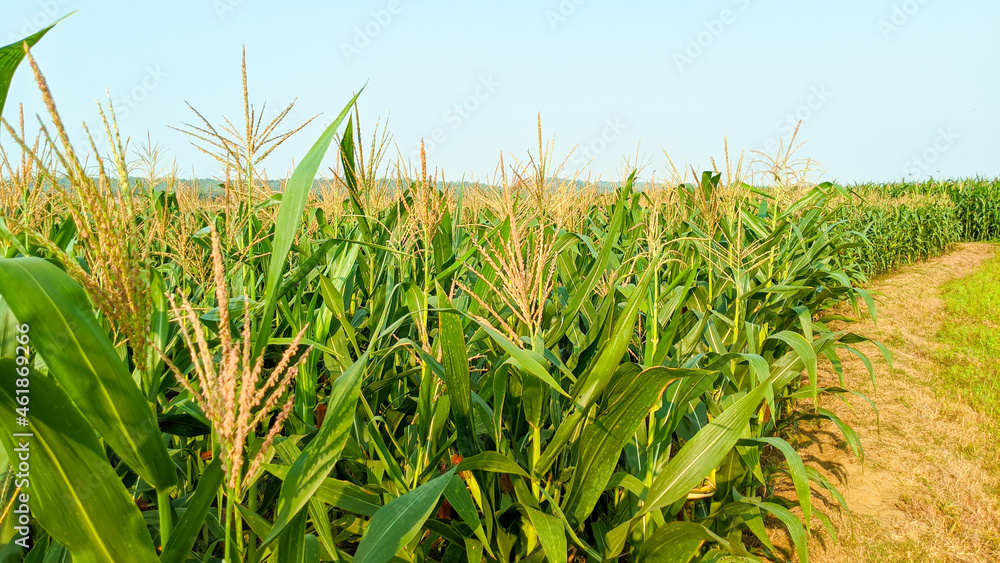 Fototapeta premium Agricultural corn in sunny day