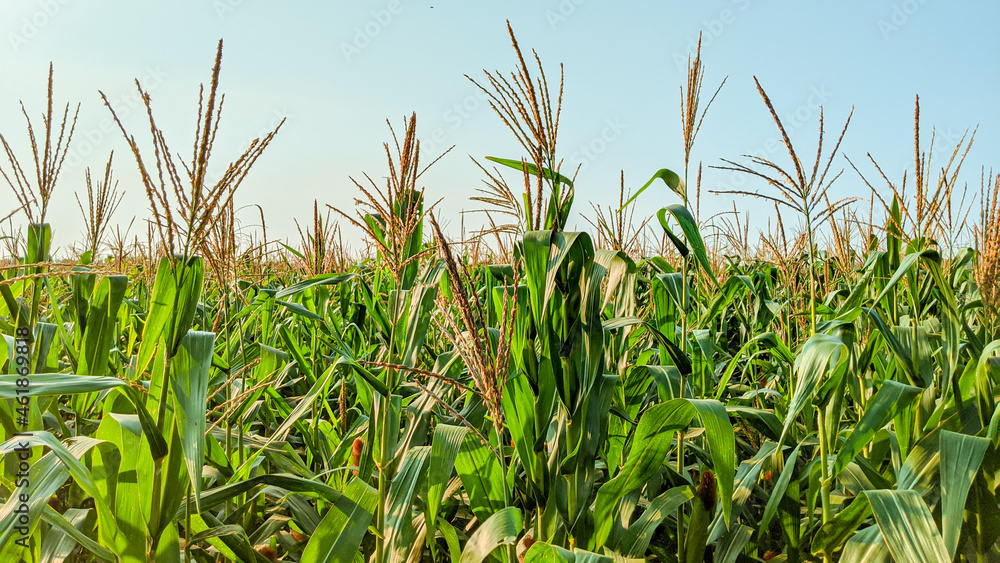 Fototapeta premium Agricultural corn in sunny day