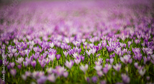 Meadow of purple and white crocus flowers