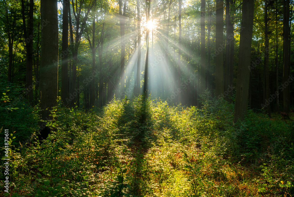 Naklejka premium Beautiful sunny morning in the green forest