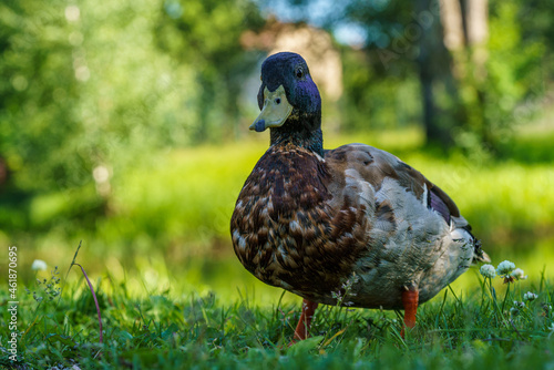 Male mallard duck standing close to the camera