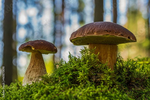 Pair of penny bun mushrooms