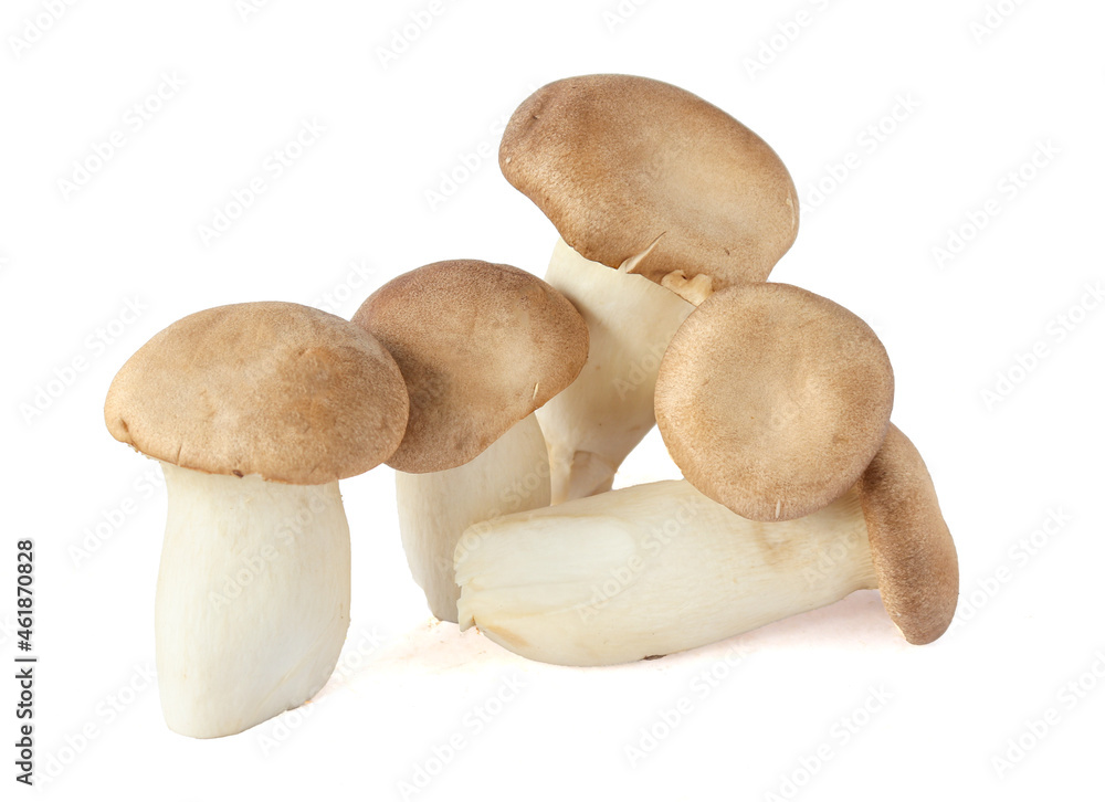 King oyster mushroom. Eryngii mushroom, on white background. King oyster mushroom. Eryngii mushroom, on white background.