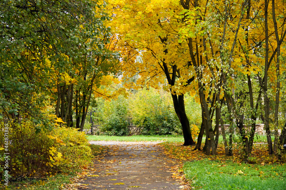 road in the autumn park. Alley in the city in autumn