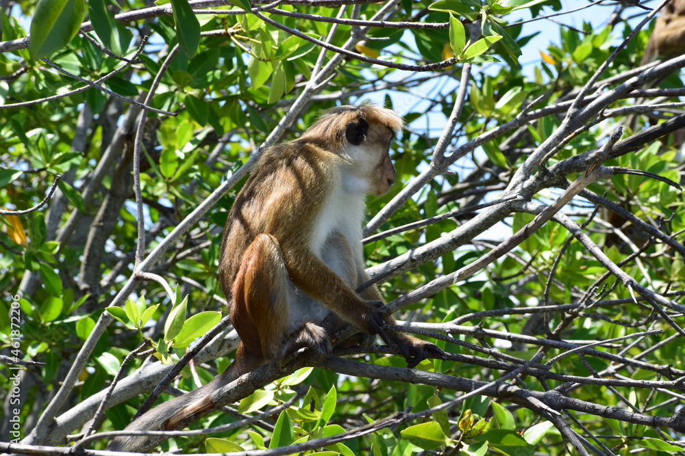 Wild monkey on the sunny forest nature Wild monkey on the sunny forest nature