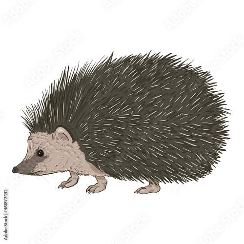 Hedgehog Cartoon Vector Illustration. Side View.