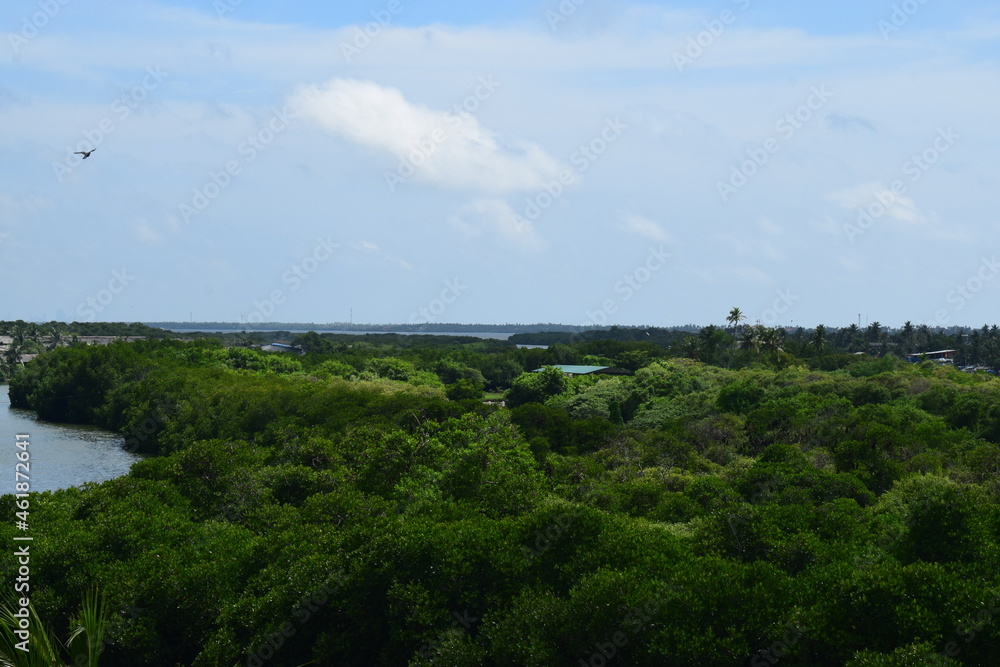 Green forest area view with blue sky 