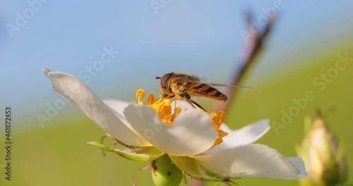 Hoverflies, flower flies or syrphid flies, insect family Syrphidae.They disguise themselves as dangerous insects wasps and bees.The adults of many species feed mainly on nectar and pollen flowers. photo