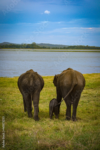 Elephants family 