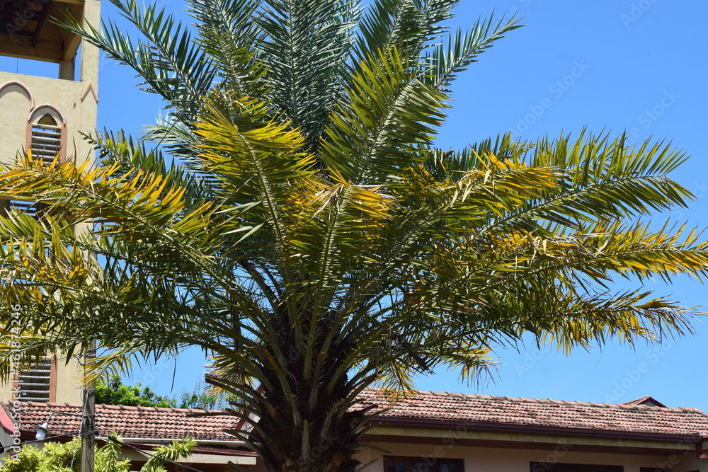Attractive palm leaves in blue sky background 
