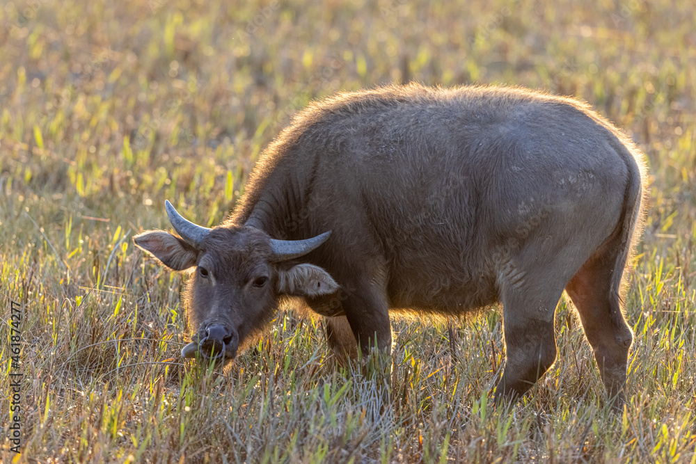 Asian Water Buffalo at early morning (Bubalus bubalis) Asian Water Buffalo at early morning (Bubalus bubalis)
