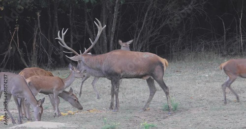 an old deer with large antlers and its harem of hinds at the time of mating and the roar of deer