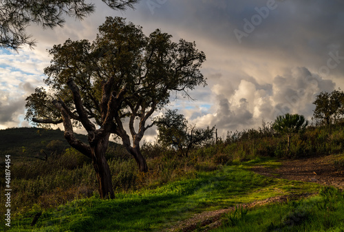 Cork oak trees in the countryside of Algarve Portugal.