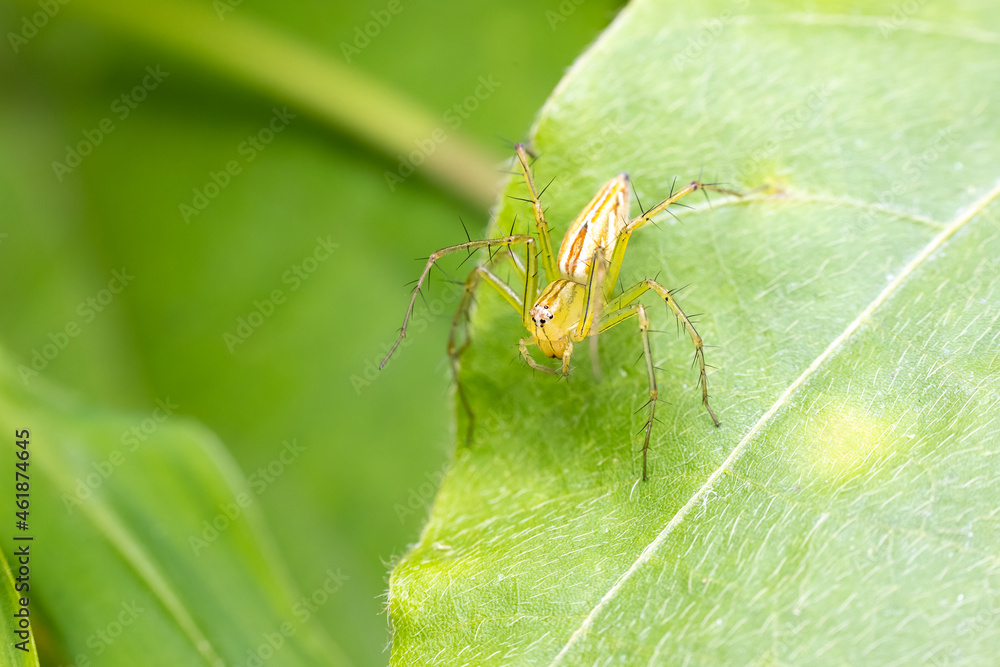 Lean lynx spider (Oxyopes macilentus)