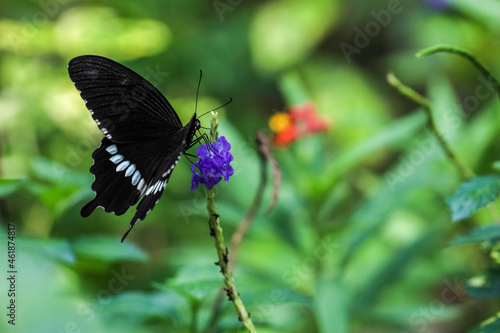 Common Mormon butterfly (Papilio polytes) drinking on plant