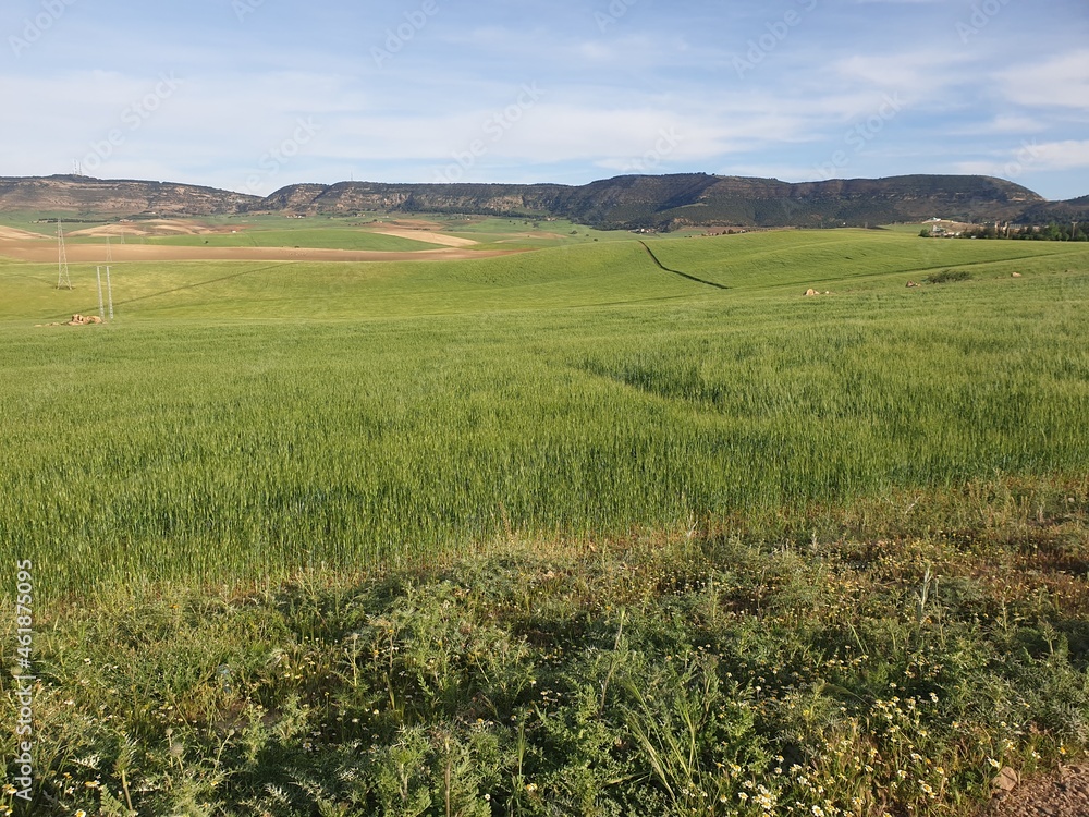 Stunning view of a field in the Tiaret spring, Algeria Stunning view of a field in the Tiaret spring, Algeria