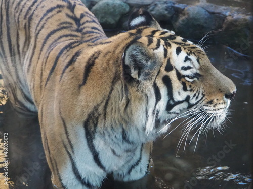 水浴びする虎 © tawa--mana