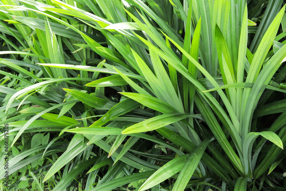 Green pandan bushes in the garden, photo taken in sunlight. Green pandan bushes in the garden, photo taken in sunlight.