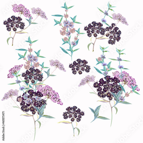 collection of vector wild plants in watercolor style for design