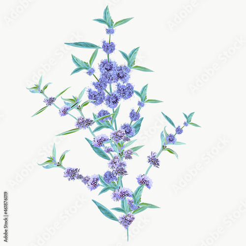 Beautiful hand drawn vector mint flowers isolated