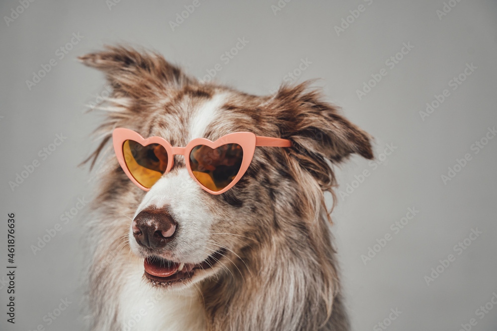 Fototapeta premium Portrait of stylish scotland shepherd with pink sunglasses