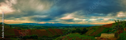 onion plantation panorama