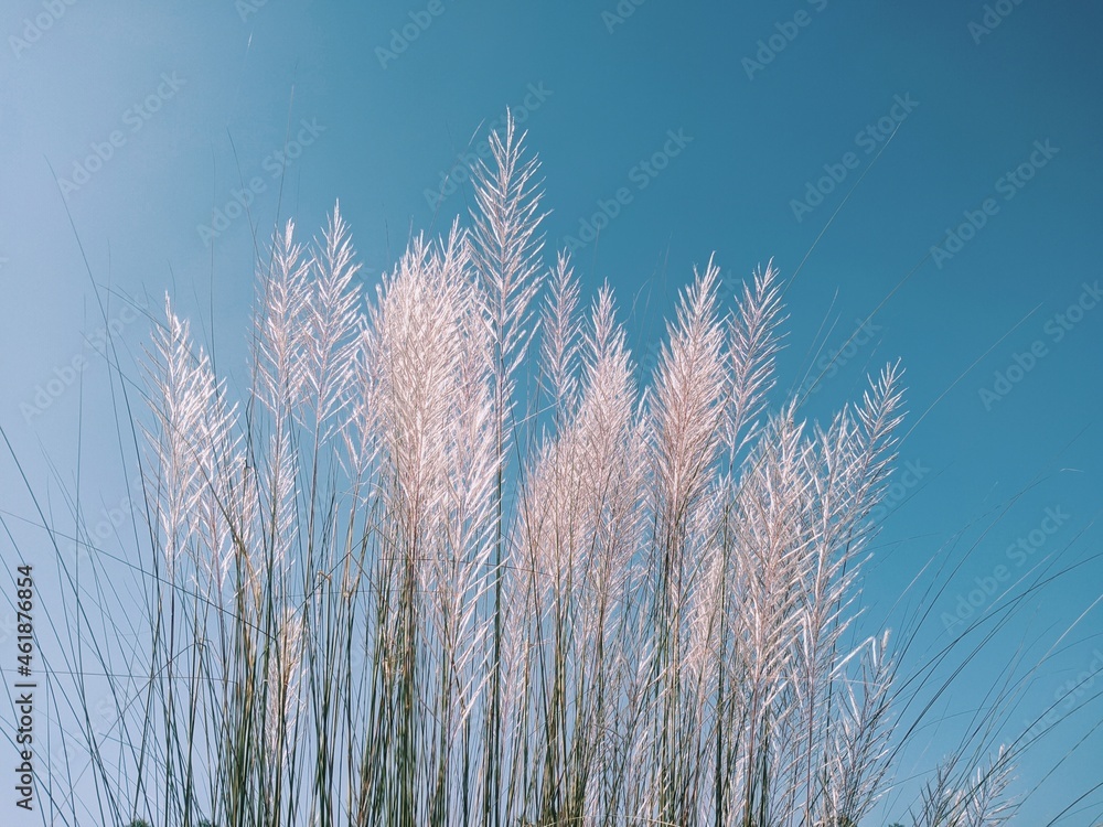 Obraz premium Beautiful catkin flowers with blue sky background.