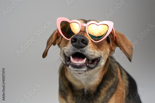 Stylish brown dog with pink heart shaped glasses