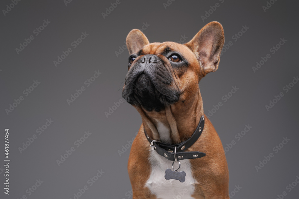 Headshot of brown furred french bulldog against gray background