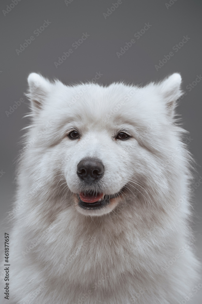 Pedigreed russian dog with fluffy fur isolated on gray