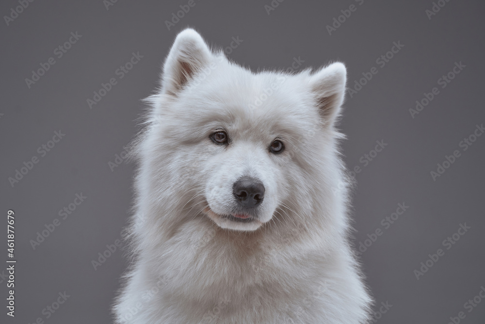 Pedigreed russian dog with fluffy fur isolated on gray