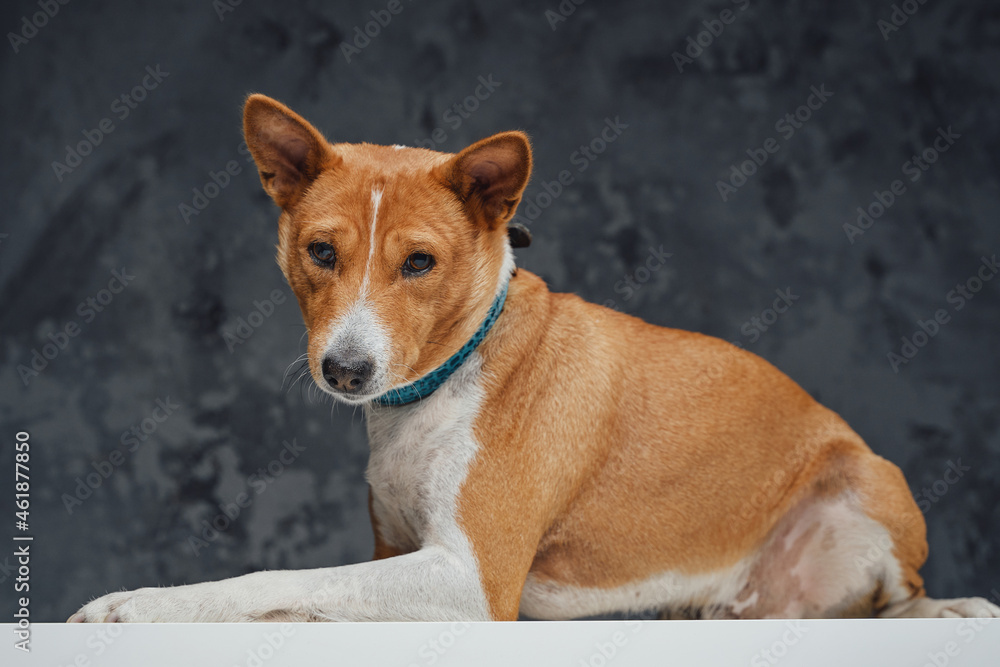 Friendly basenji breed doggy sitting on white table