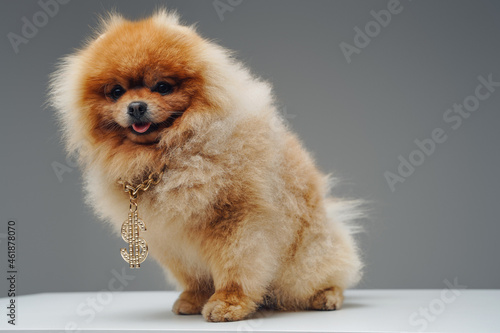 Peach fluffy pomeranian dog with golden dollar chain photo