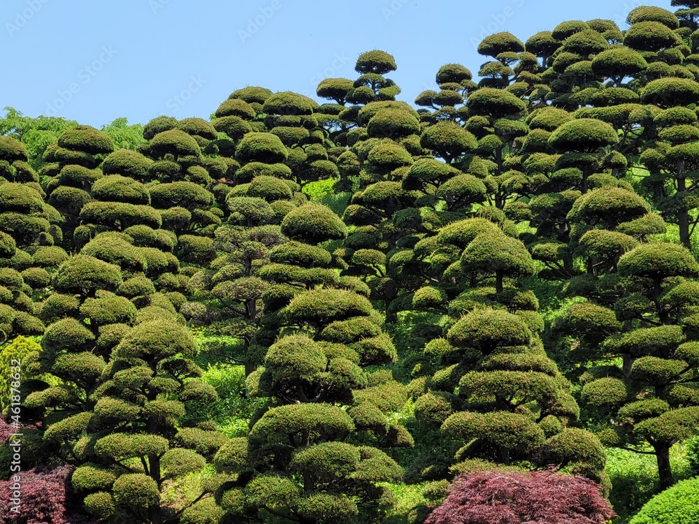 Fototapeta premium green plantation