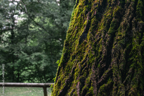 Close-up of an old pine tree bark with green moss on a forest background