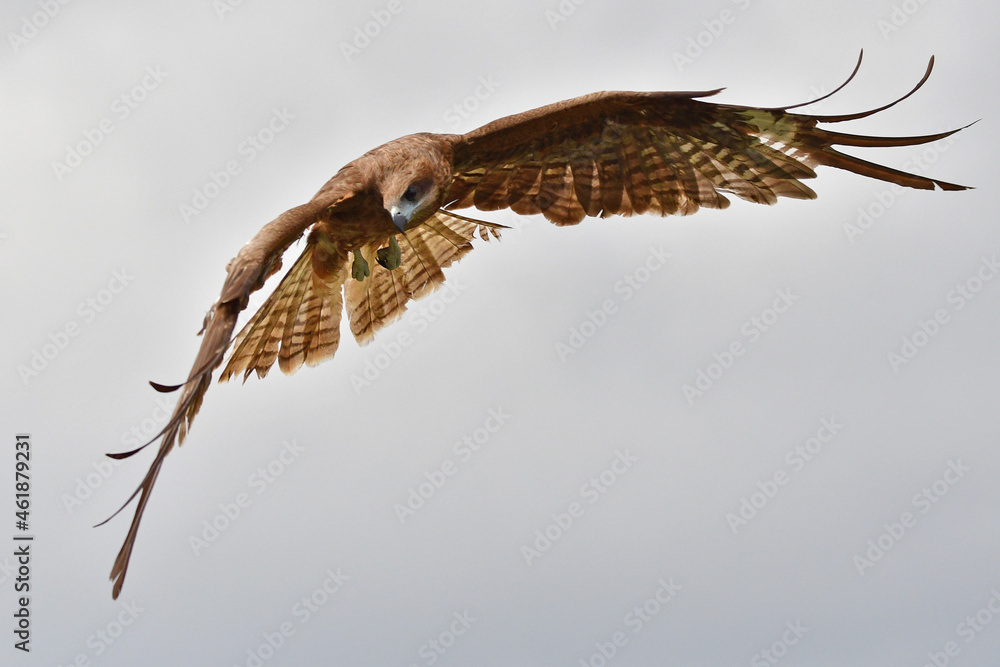 Obraz premium 鳥, フライング, フライト, 自然, タカ, 空, 野生生物, ワシ, 動物, 鳶、トンビ