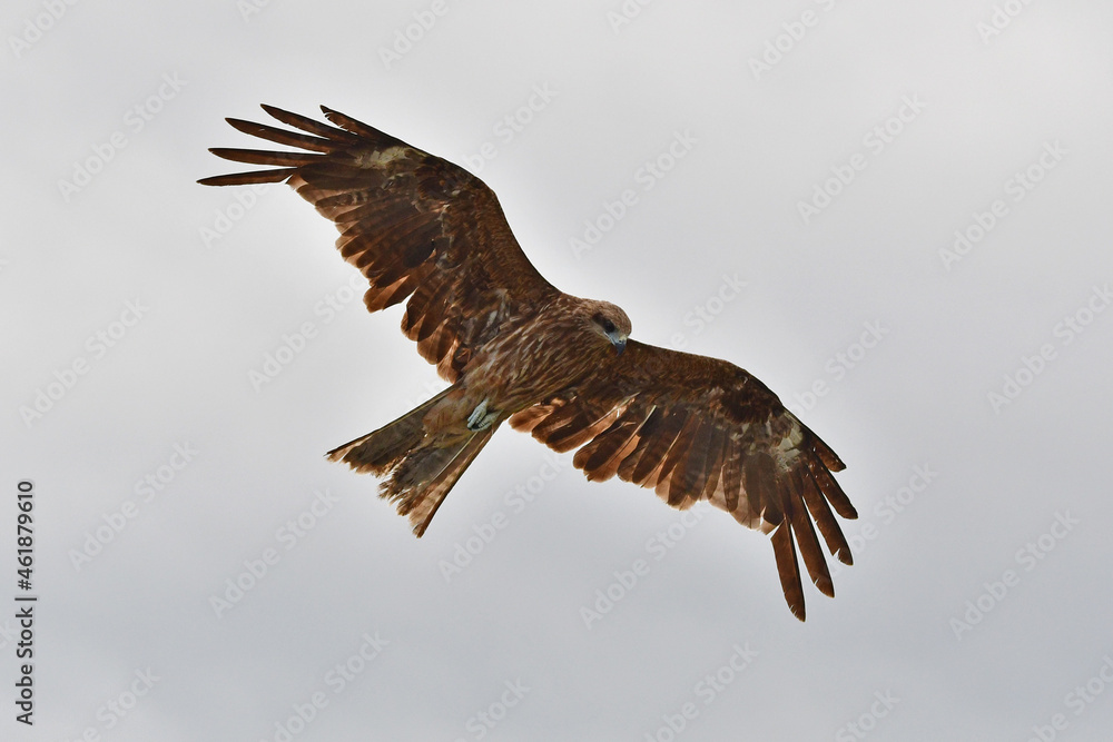 Fototapeta premium 鳥, フライング, フライト, 自然, タカ, 空, 野生生物, ワシ, 動物, 鳶、トンビ