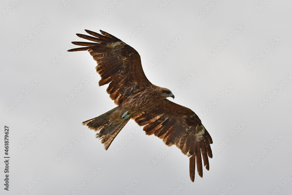 Obraz premium 鳥, フライング, フライト, 自然, タカ, 空, 野生生物, ワシ, 動物, 鳶、トンビ