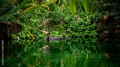 Pond With Cormorant  © Pefkos